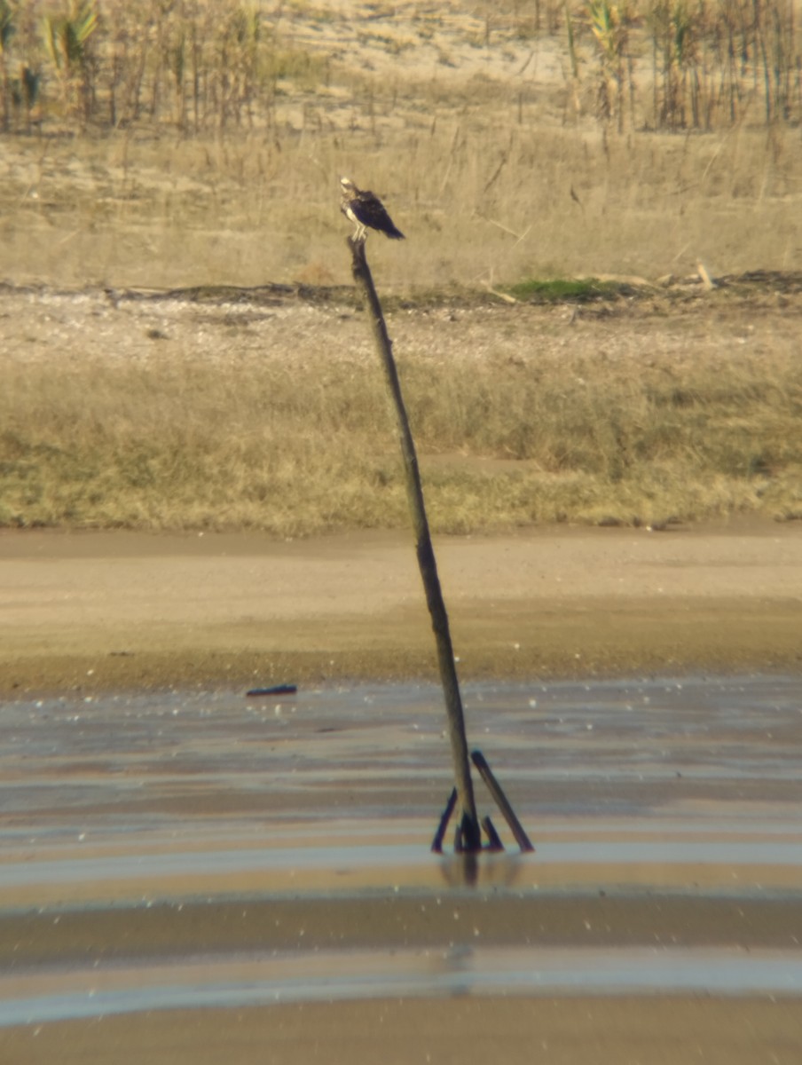 Falco pescatore - ML645051150