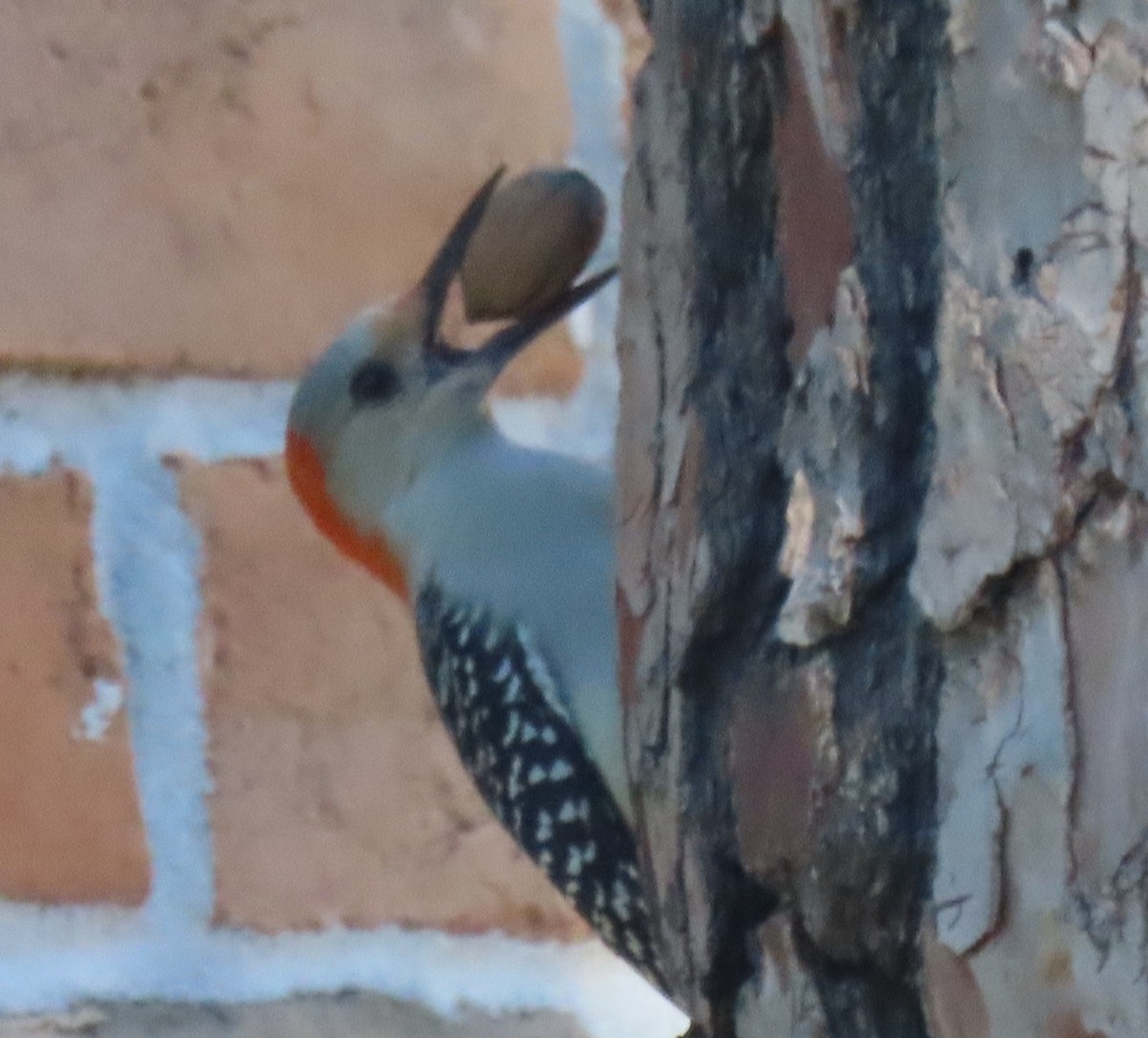 Red-bellied Woodpecker - ML645051151