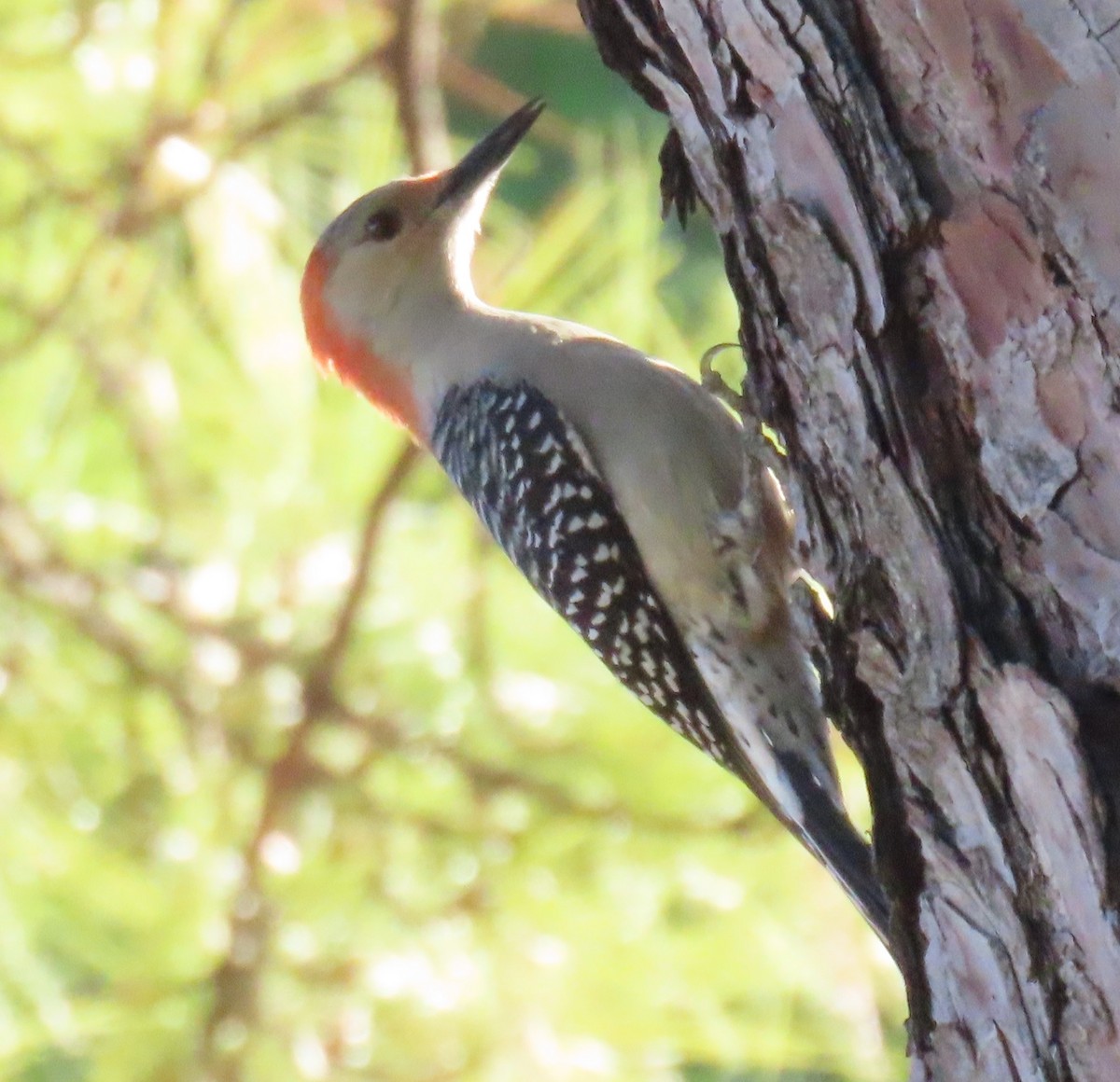 Red-bellied Woodpecker - ML645051152