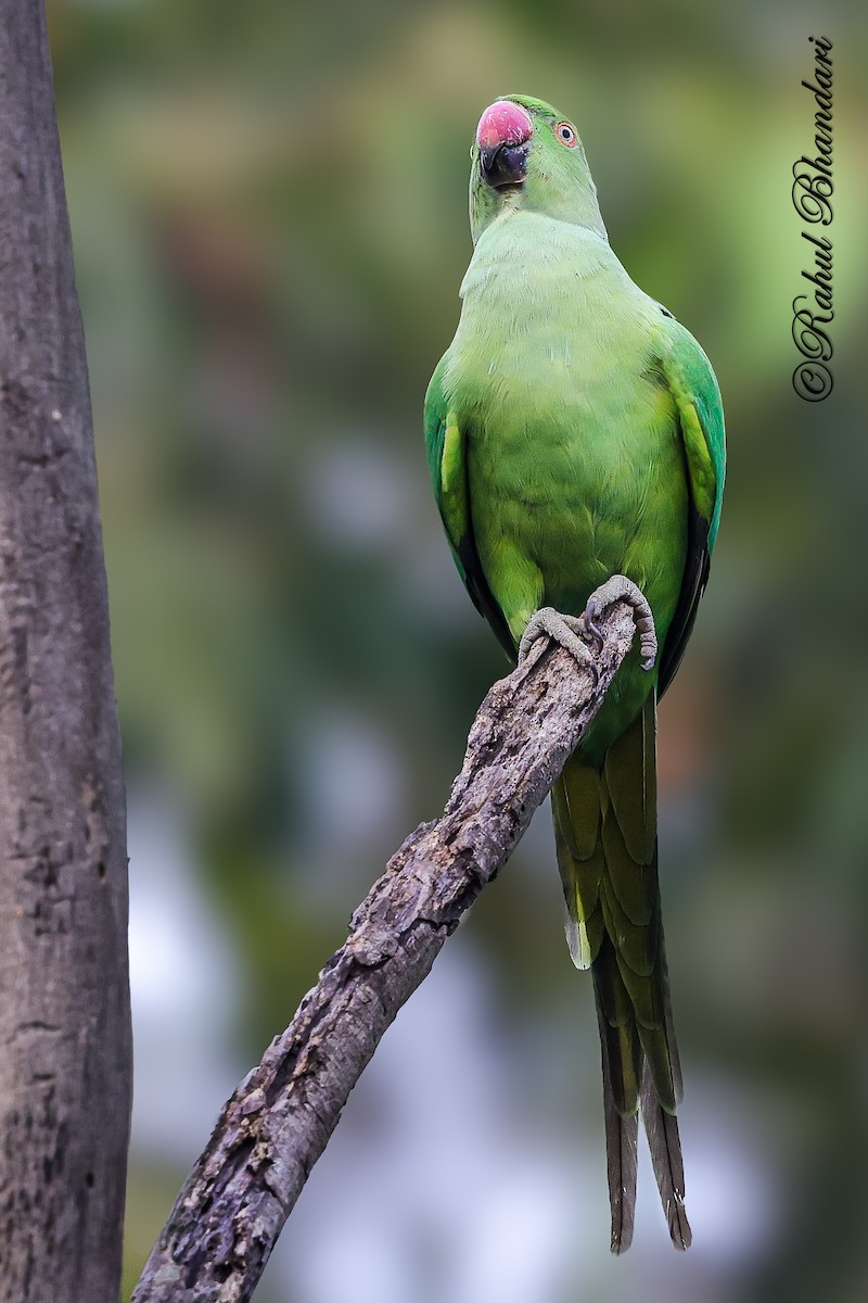 Parrocchetto dal collare - ML645051157