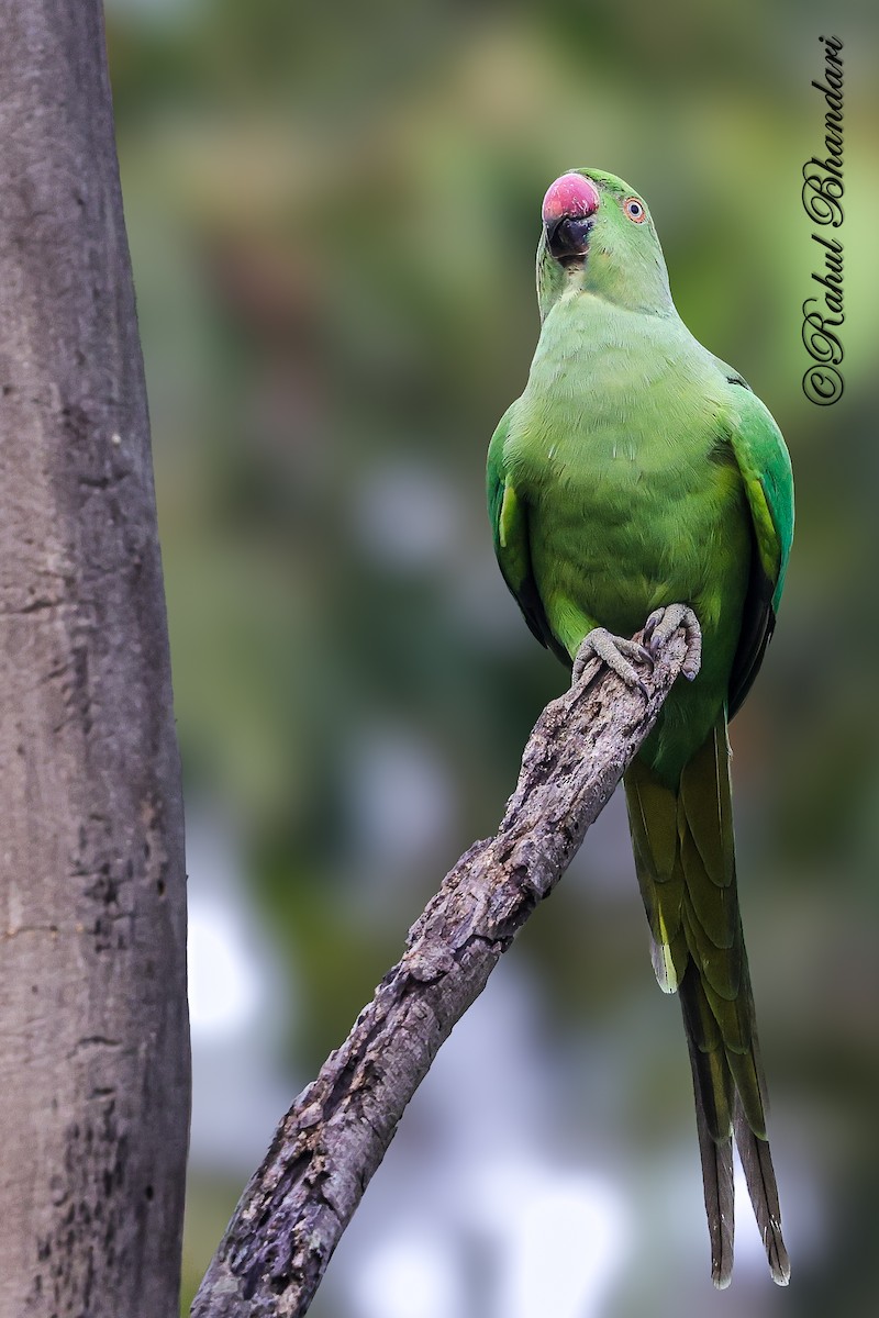 Parrocchetto dal collare - ML645051158