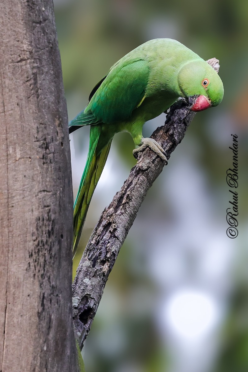 Parrocchetto dal collare - ML645051161