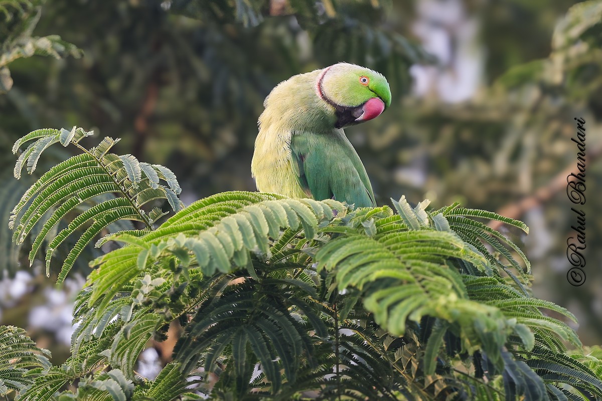 Parrocchetto dal collare - ML645051163