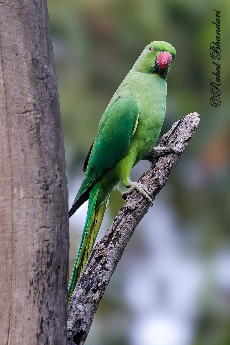 Parrocchetto dal collare - ML645051164