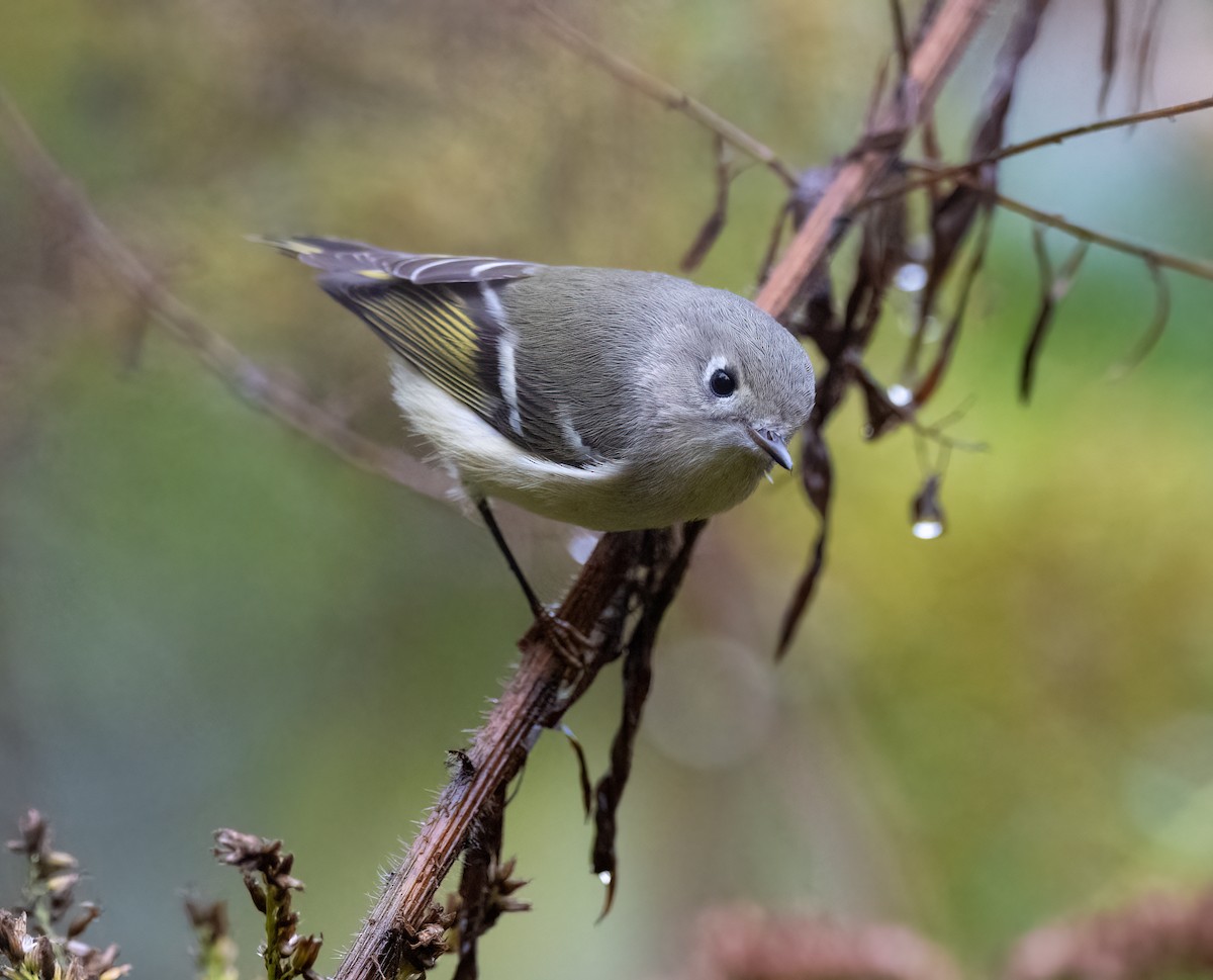 Ruby-crowned Kinglet - ML645051170