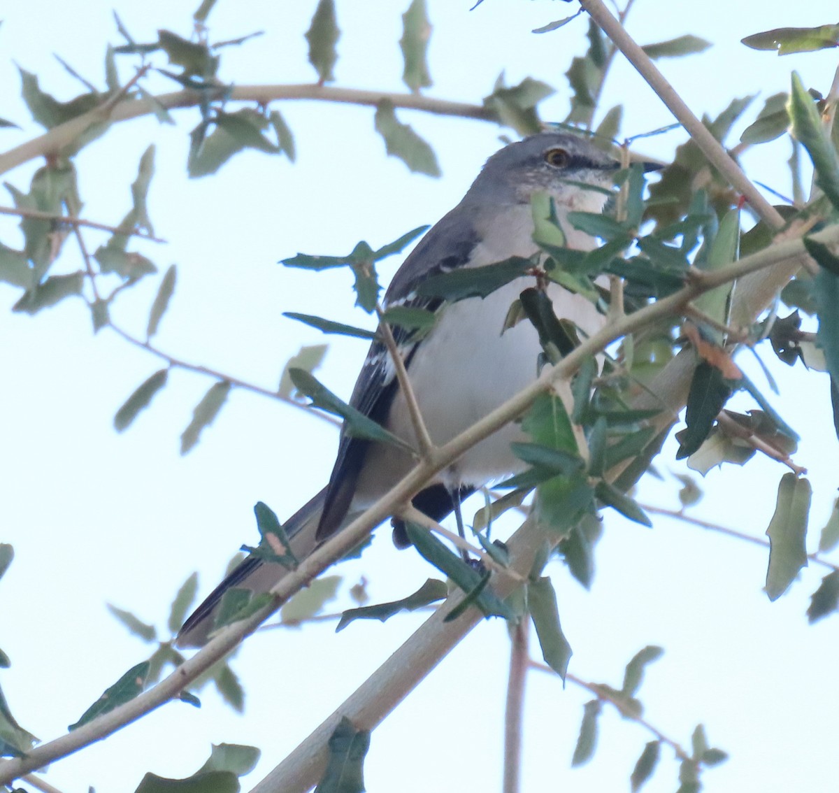 Northern Mockingbird - ML645051173