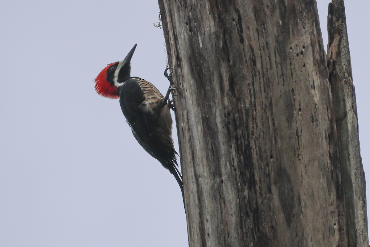 Powerful Woodpecker - ML645051181