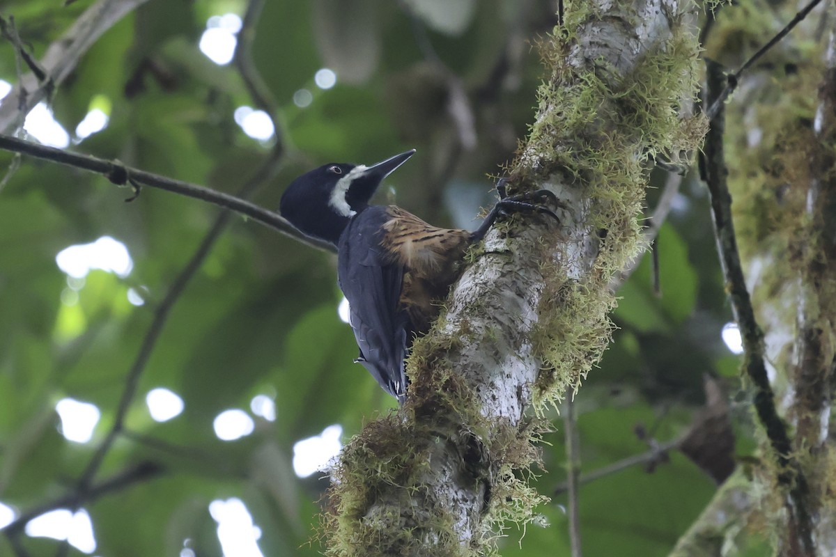 Powerful Woodpecker - ML645051182