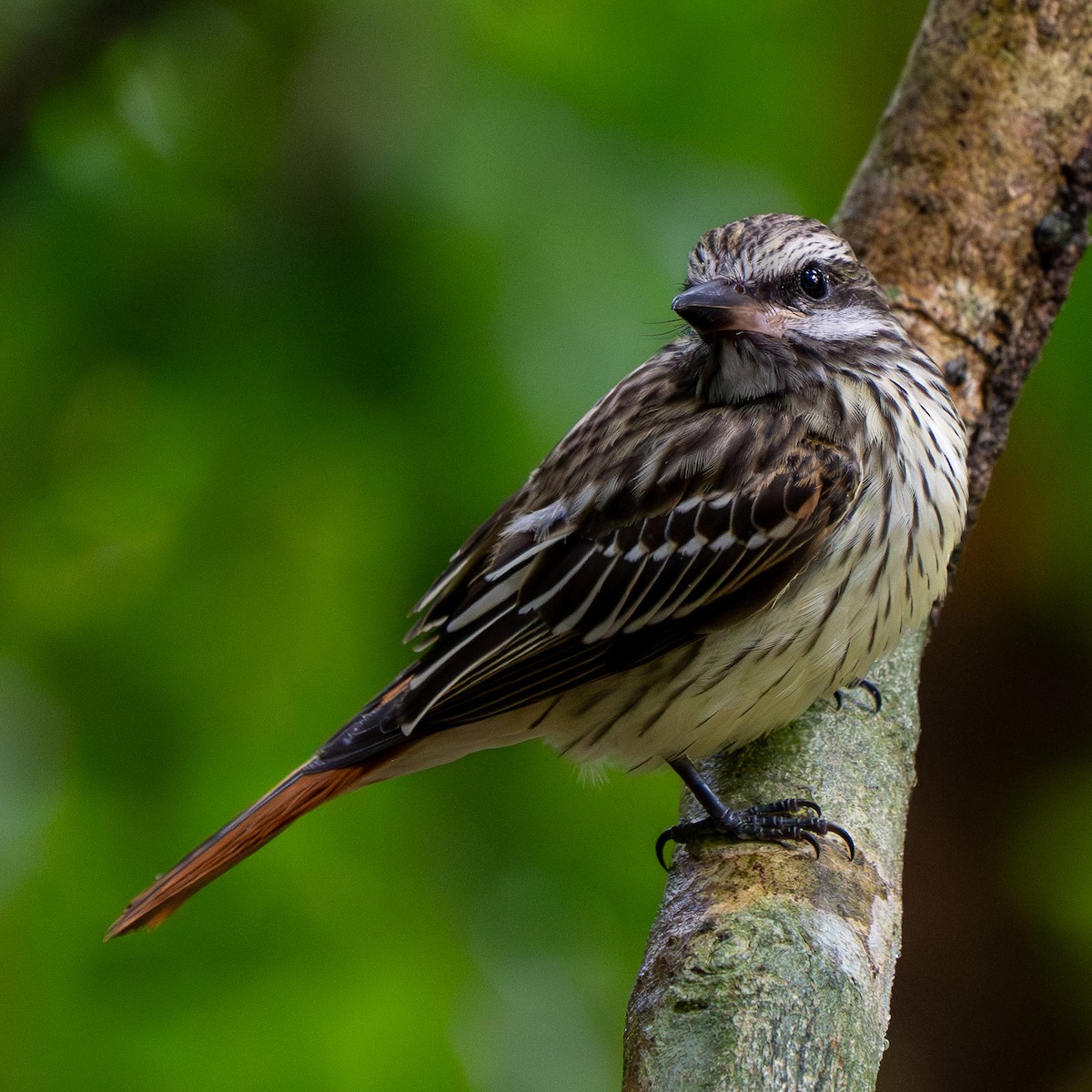 Sulphur-bellied Flycatcher - ML645051184
