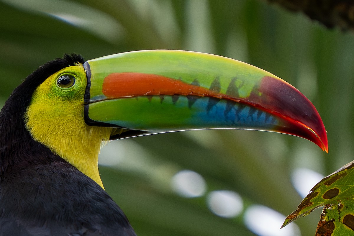 tukan středoamerický - ML645051185