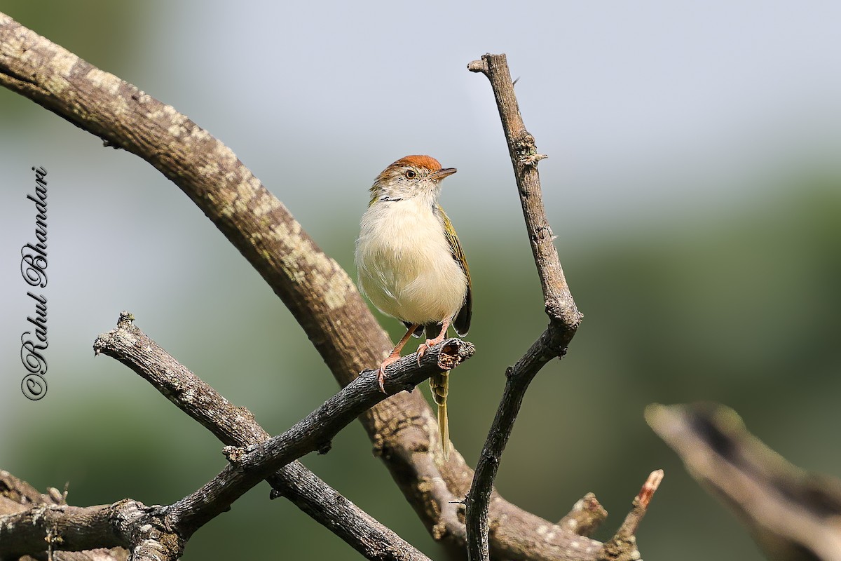 langstjertskredderfugl - ML645051187