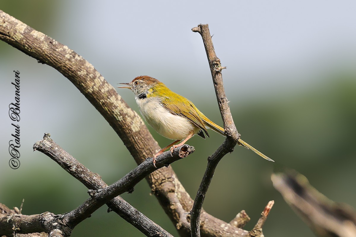 langstjertskredderfugl - ML645051188