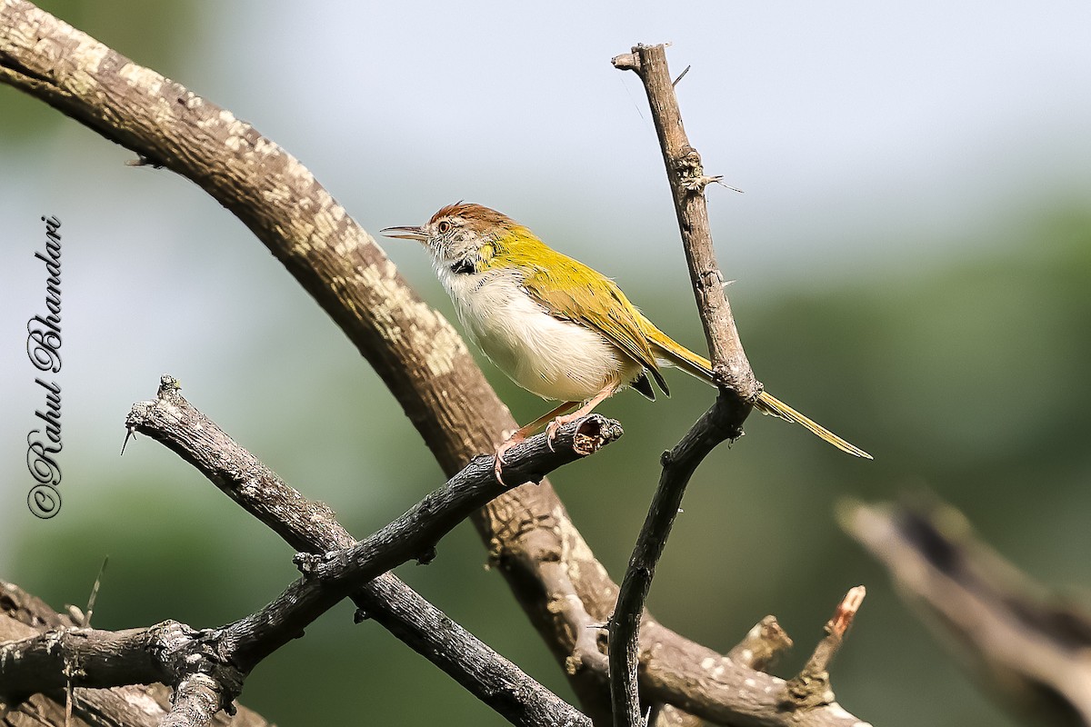 langstjertskredderfugl - ML645051189