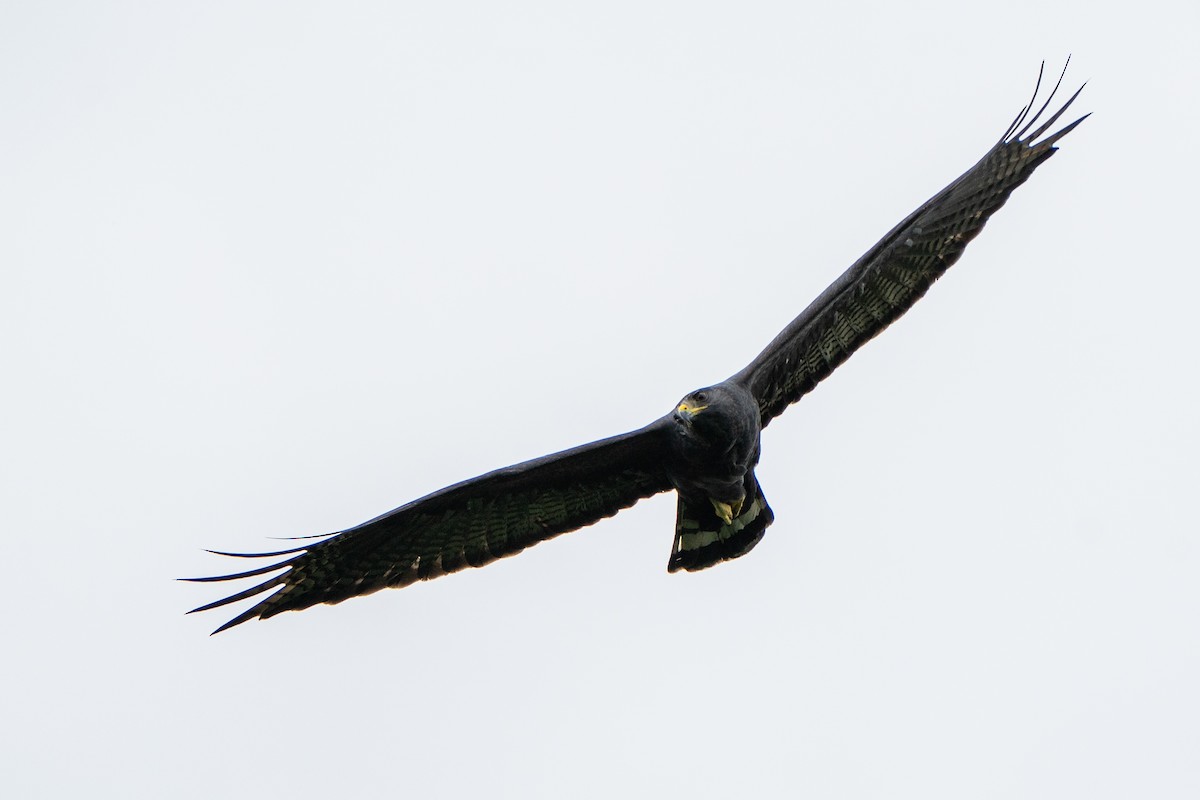 Zone-tailed Hawk - ML645051192