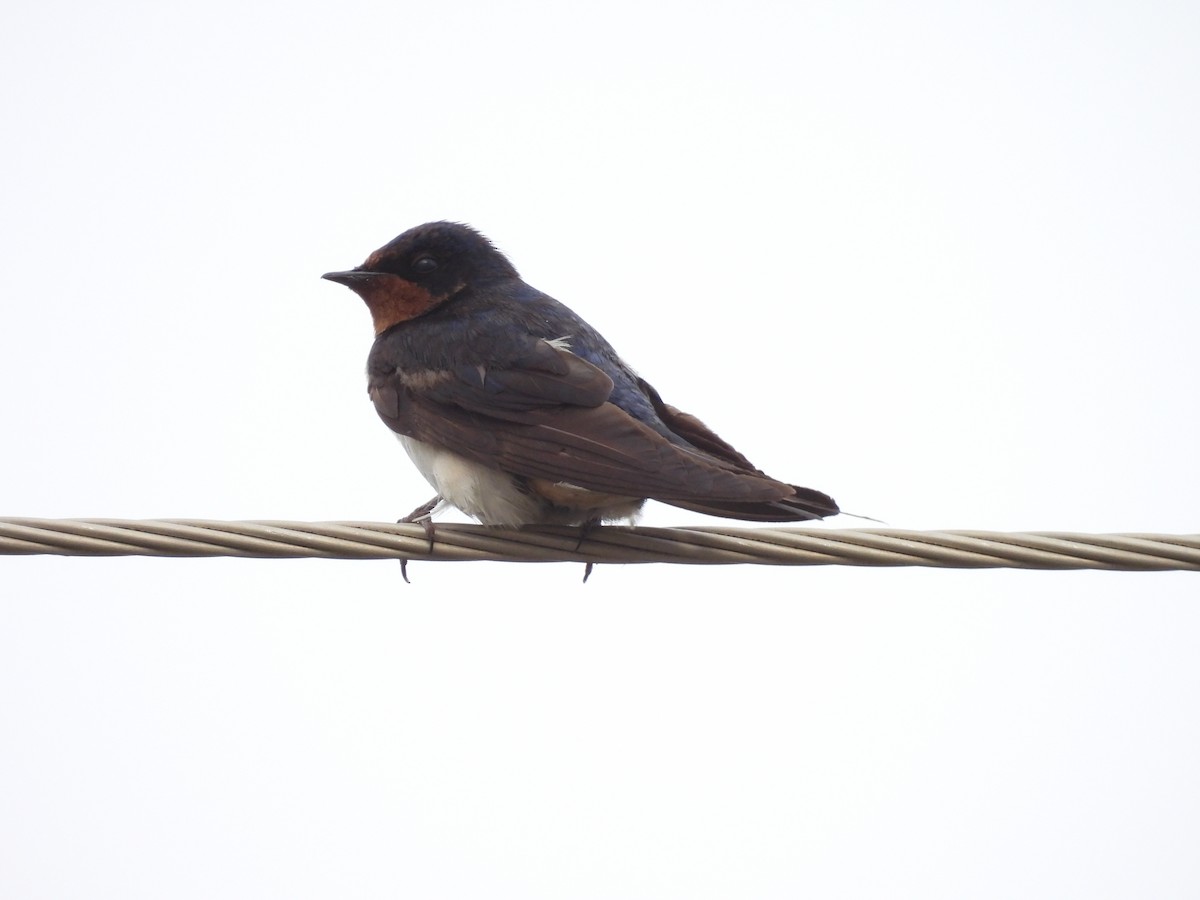Barn Swallow - ML645051203