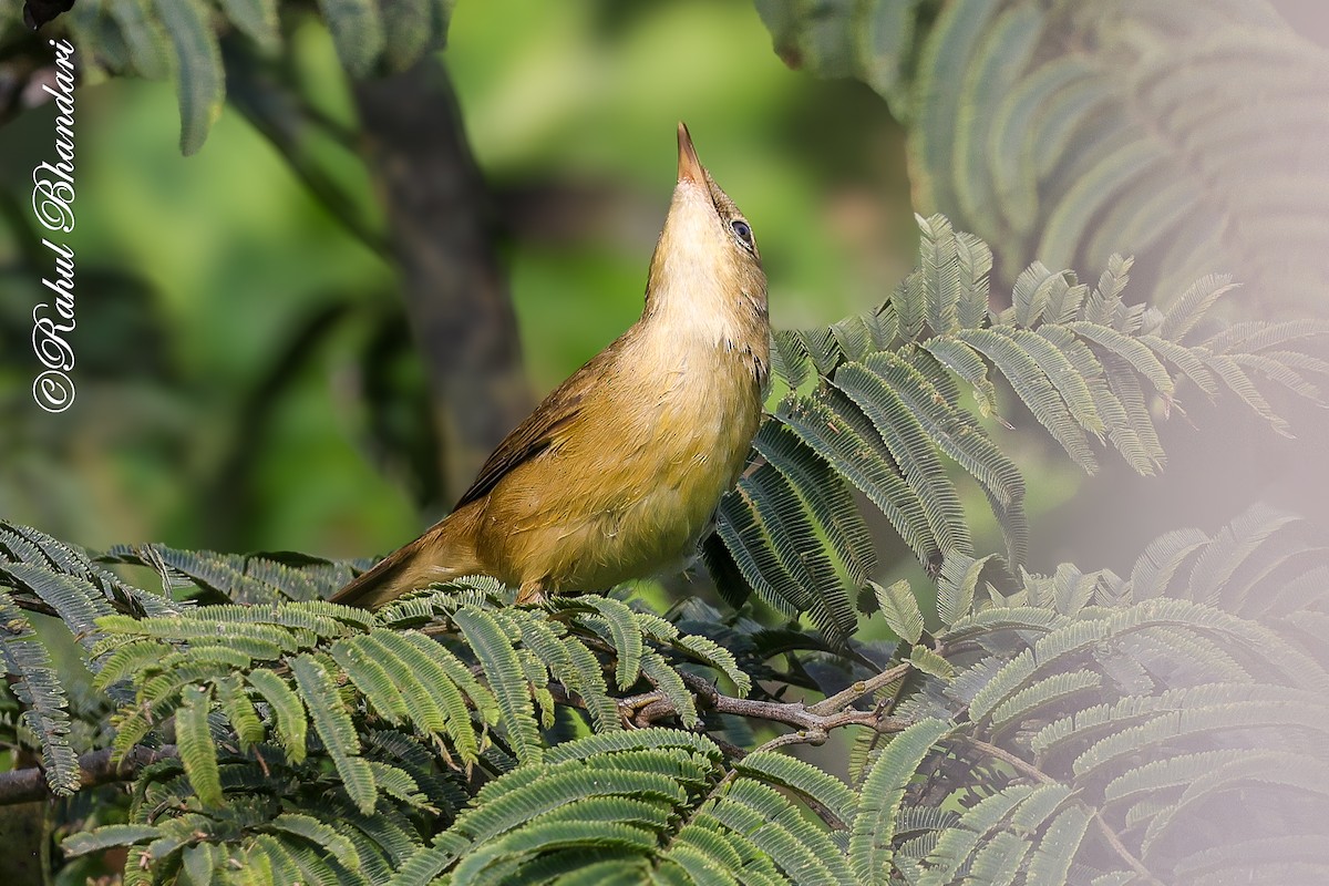 Очеретянка садова - ML645051209