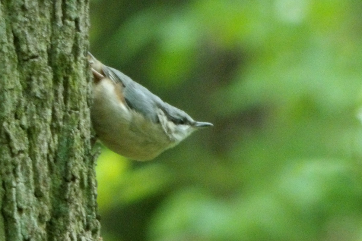Eurasian Nuthatch - ML645051219