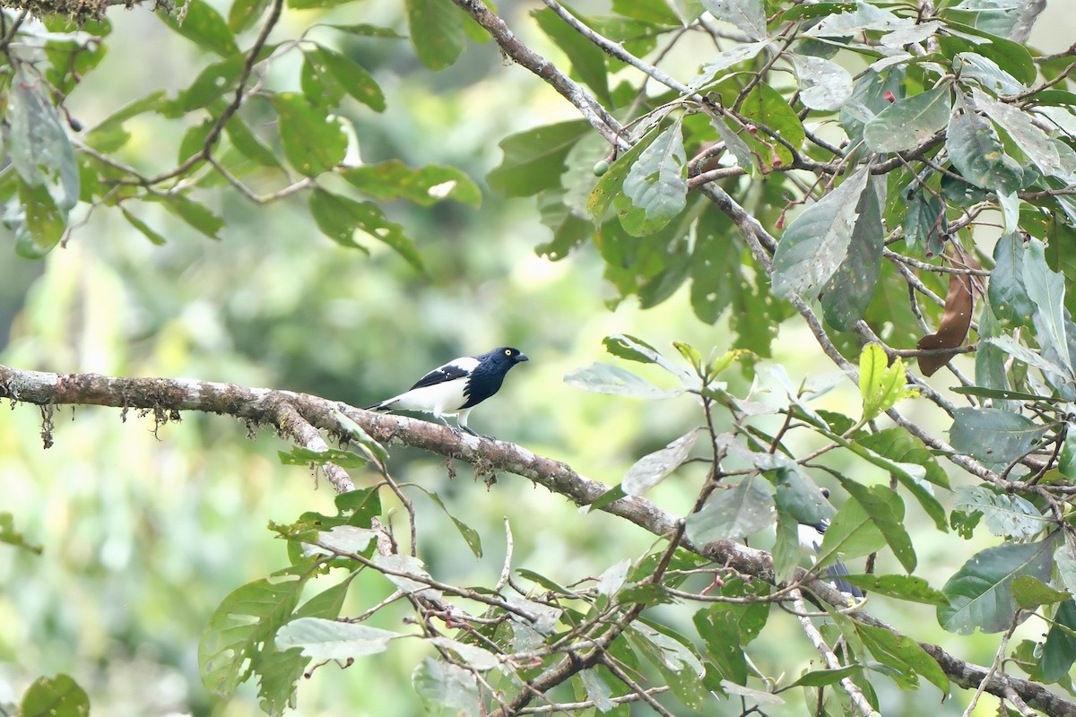 Magpie Tanager - ML645051221