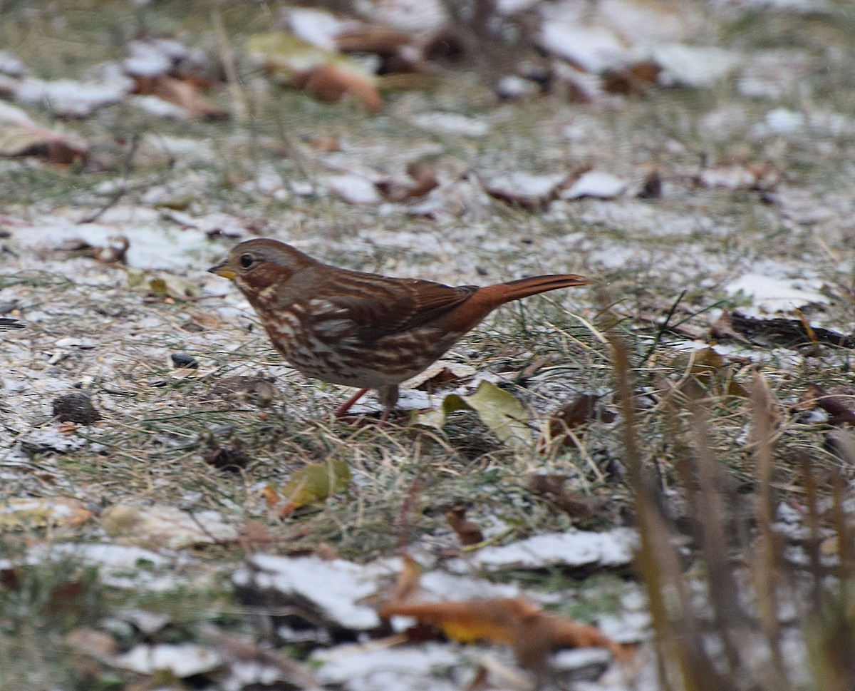 Fox Sparrow - ML645051224