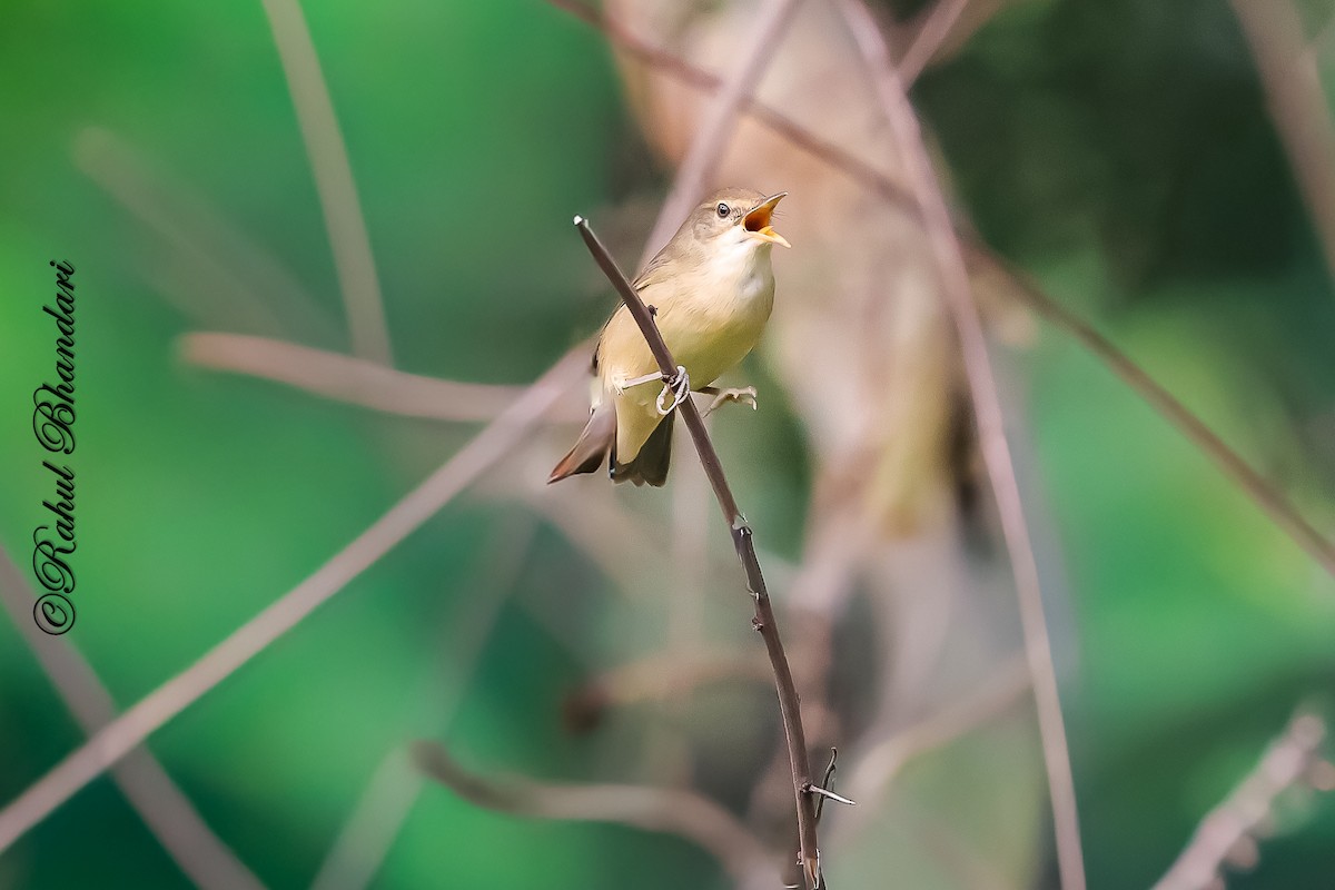 Очеретянка садова - ML645051228