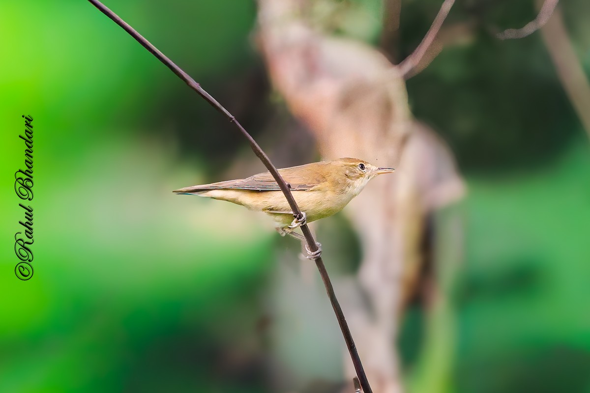 Очеретянка садова - ML645051229