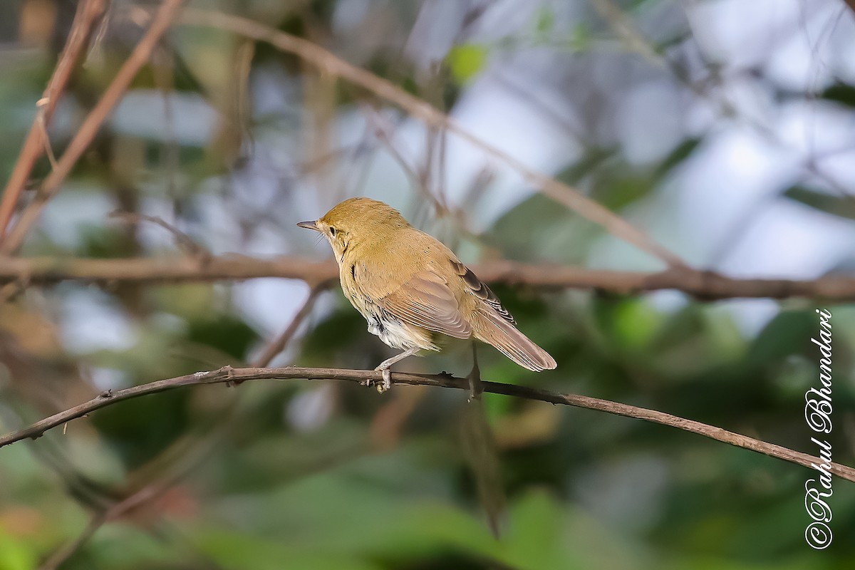 Очеретянка садова - ML645051230