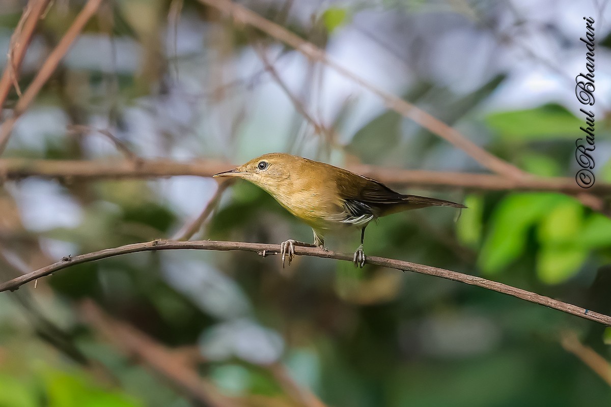 Очеретянка садова - ML645051231