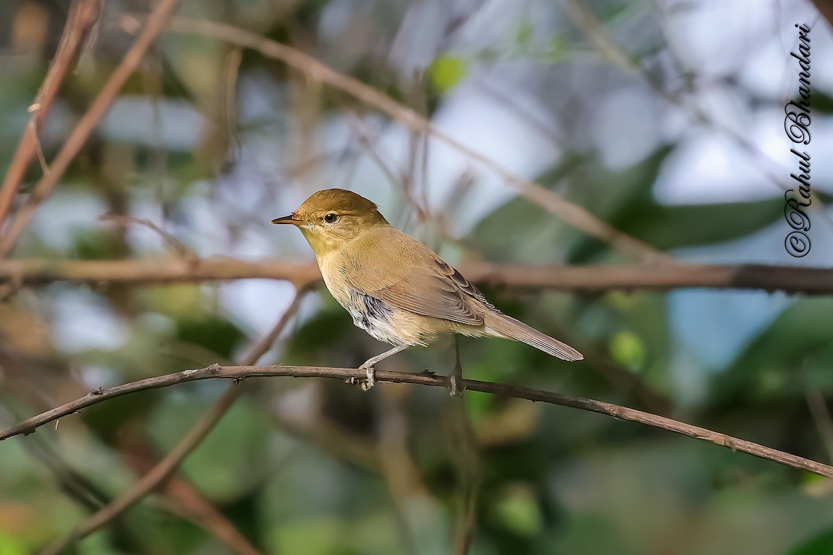Очеретянка садова - ML645051232