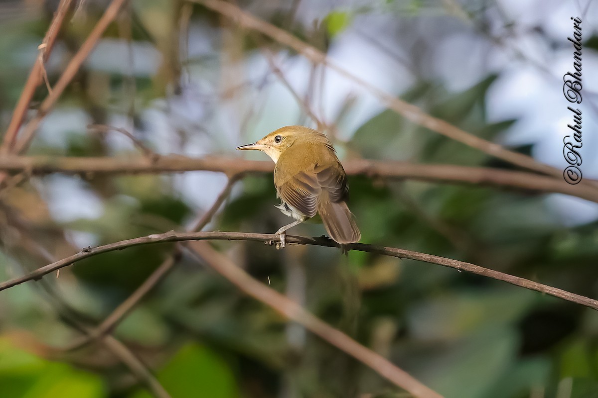 Очеретянка садова - ML645051233