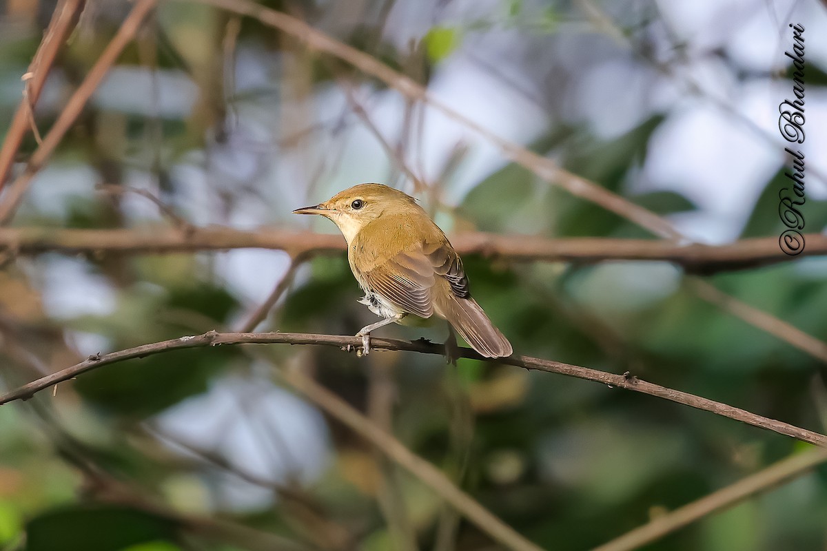 Очеретянка садова - ML645051234