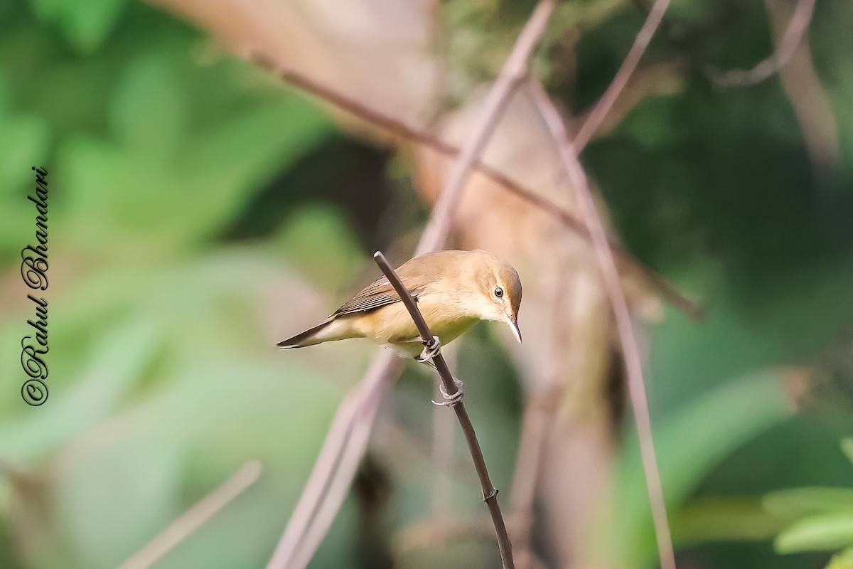 Очеретянка садова - ML645051235