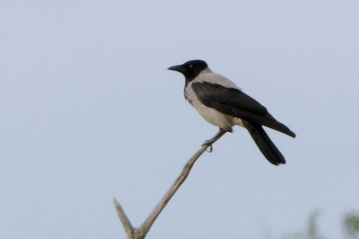 Ворона сіра - ML645051238