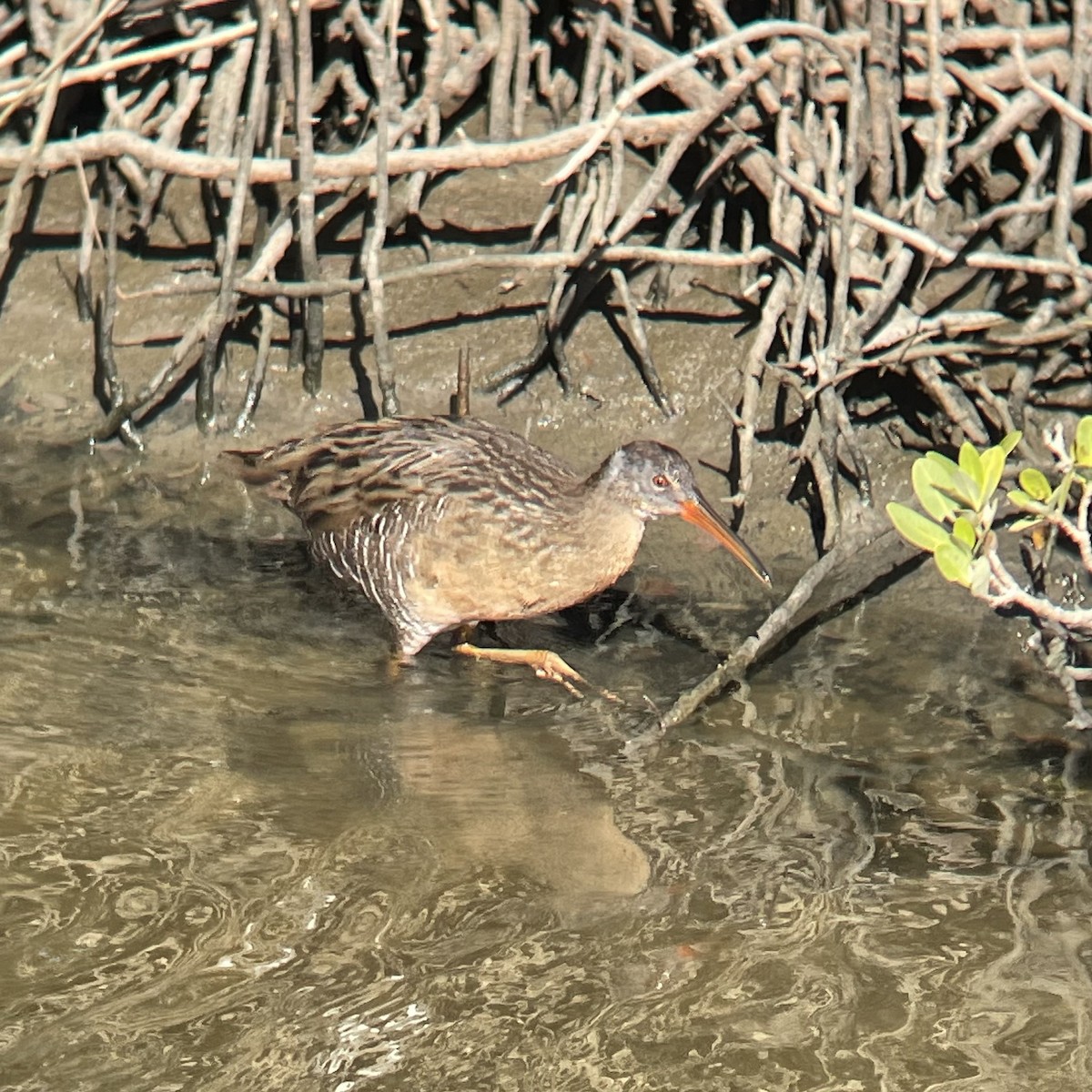 Пастушок узбережний (підвид saturatus/scottii) - ML645051240