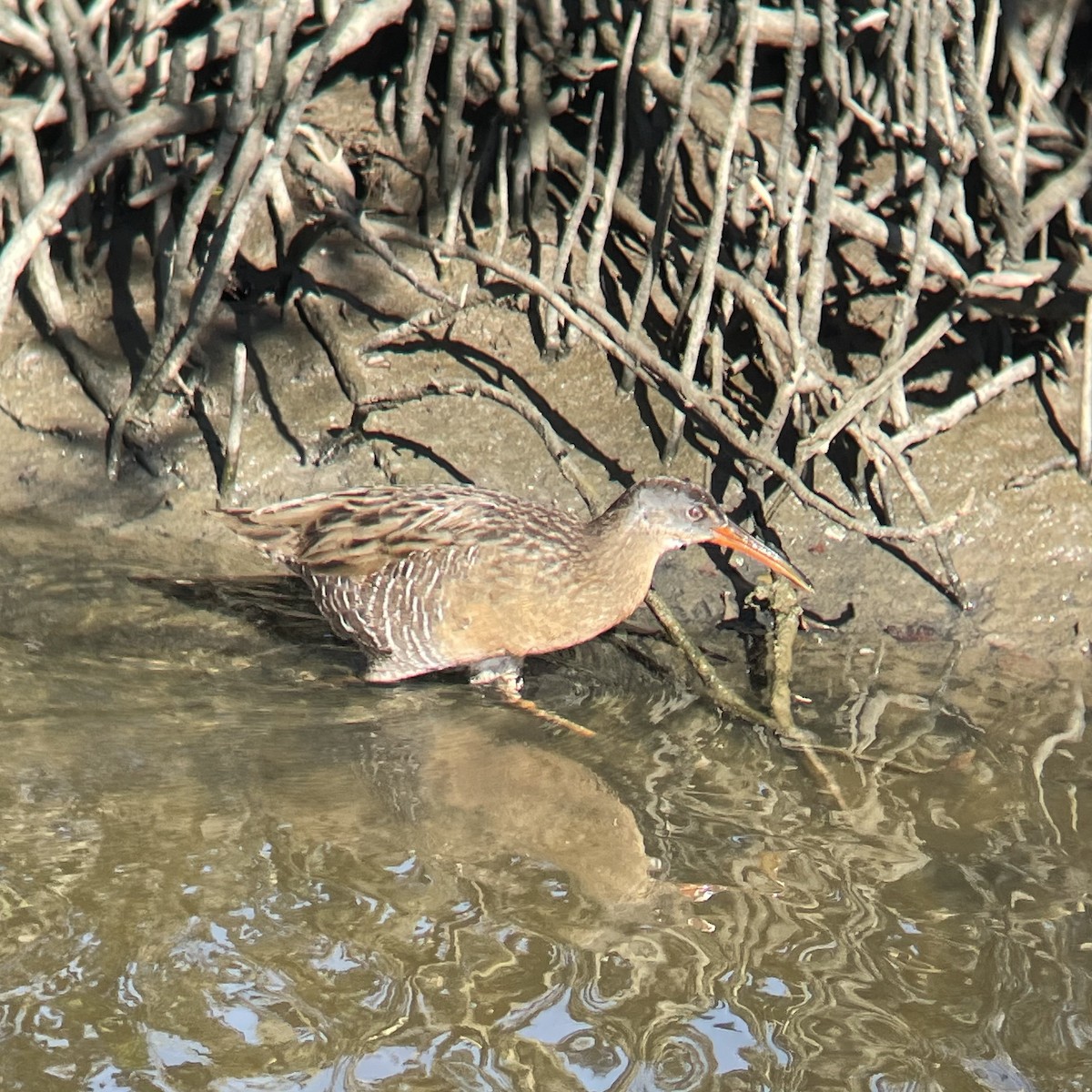Пастушок узбережний (підвид saturatus/scottii) - ML645051241