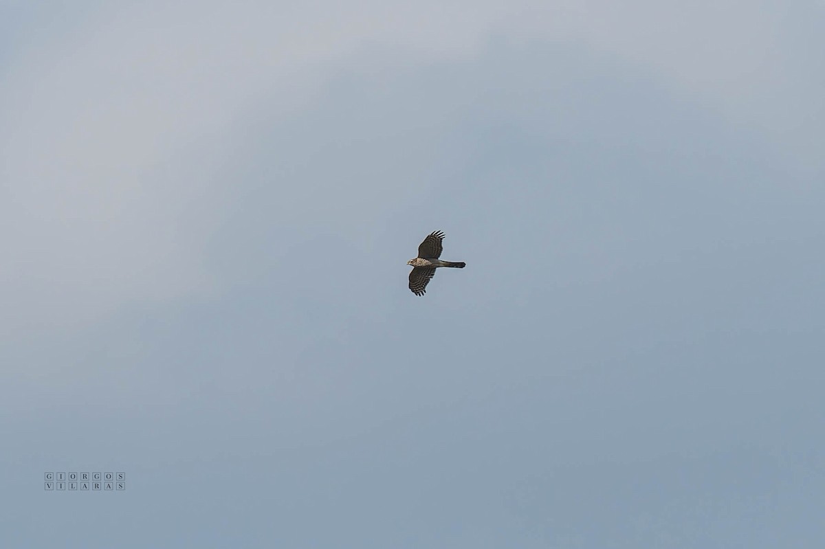 Яструб малий - ML645051242