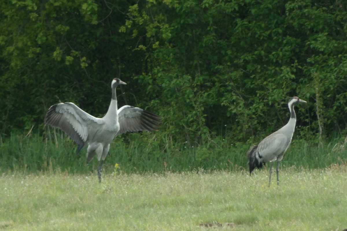 Журавель сірий - ML645051243