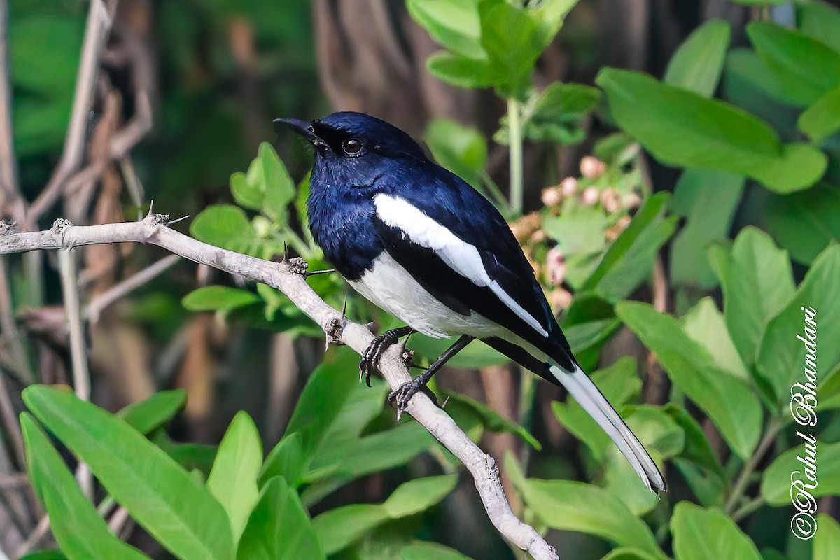 Шама східна - ML645051244