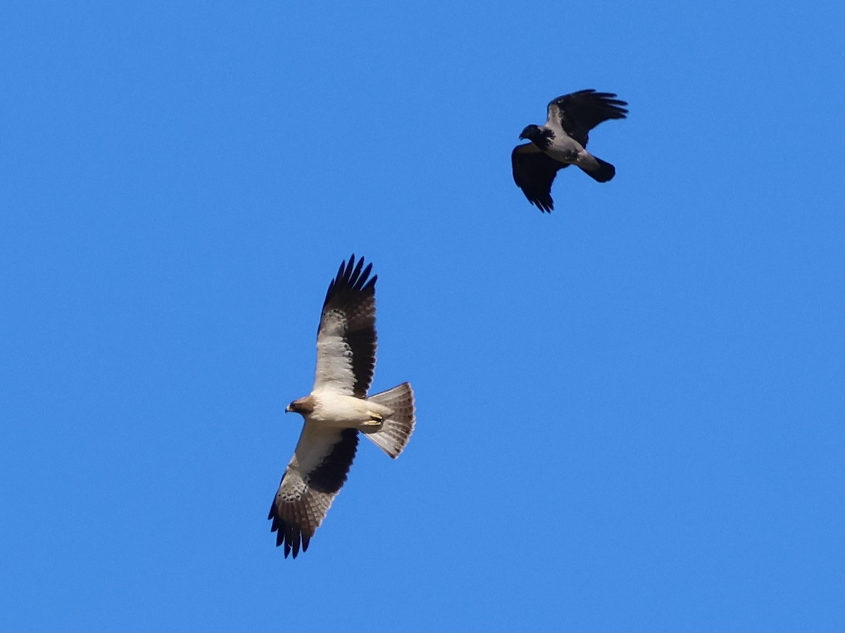 Орел-карлик малий - ML645051245