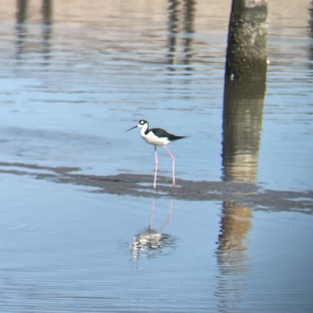 Кулик-довгоніг американський (підвид mexicanus) - ML645051248