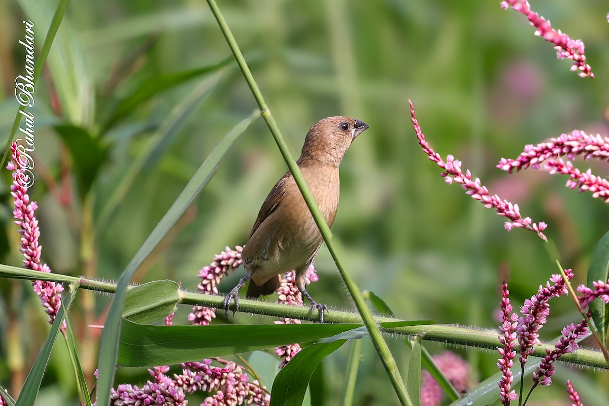 Мунія іржаста - ML645051250