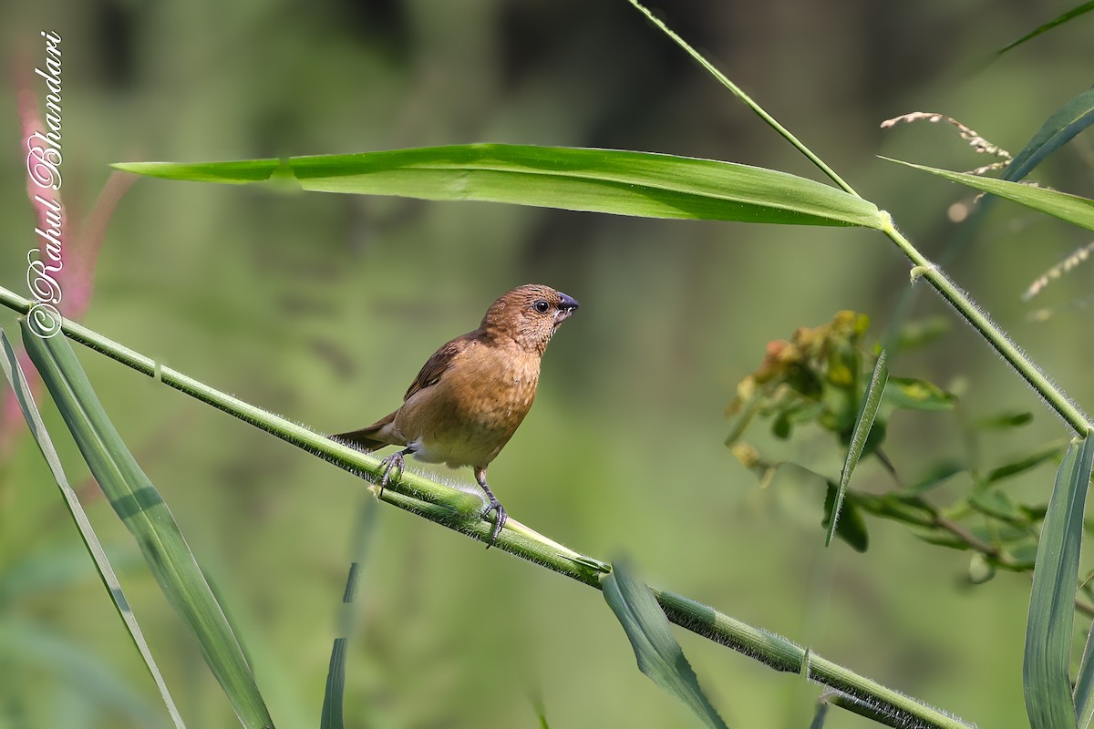 Мунія іржаста - ML645051251