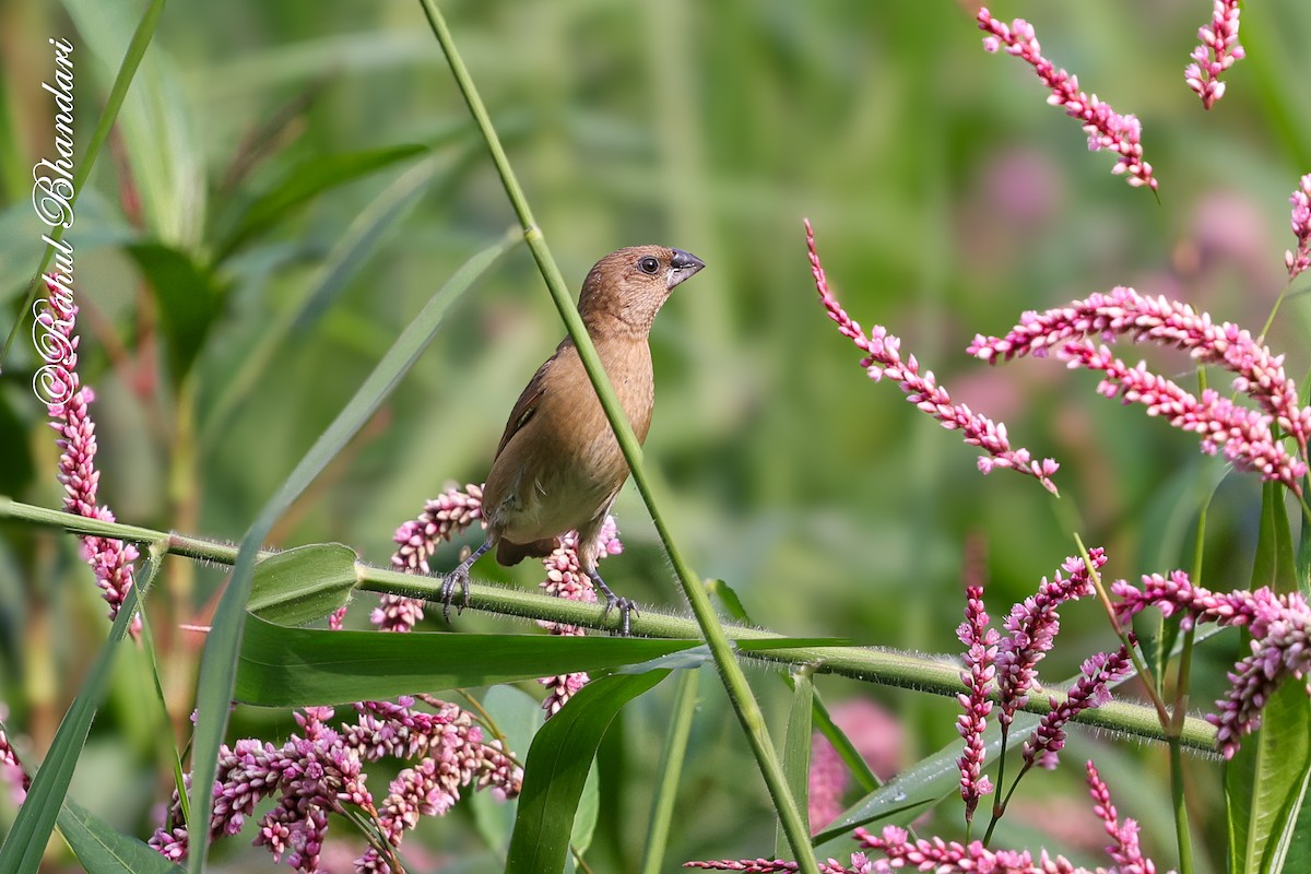 Мунія іржаста - ML645051252