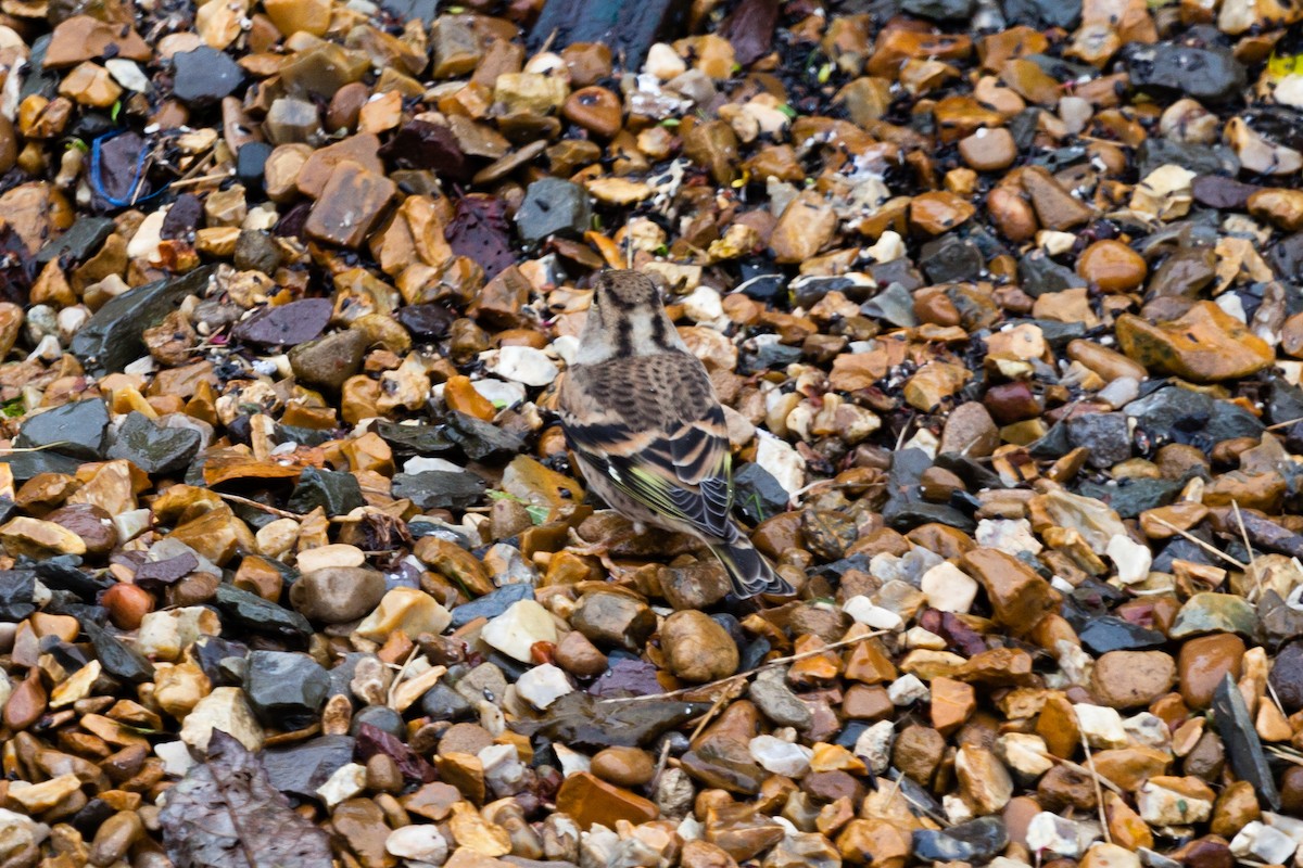 В'юрок - ML645051255