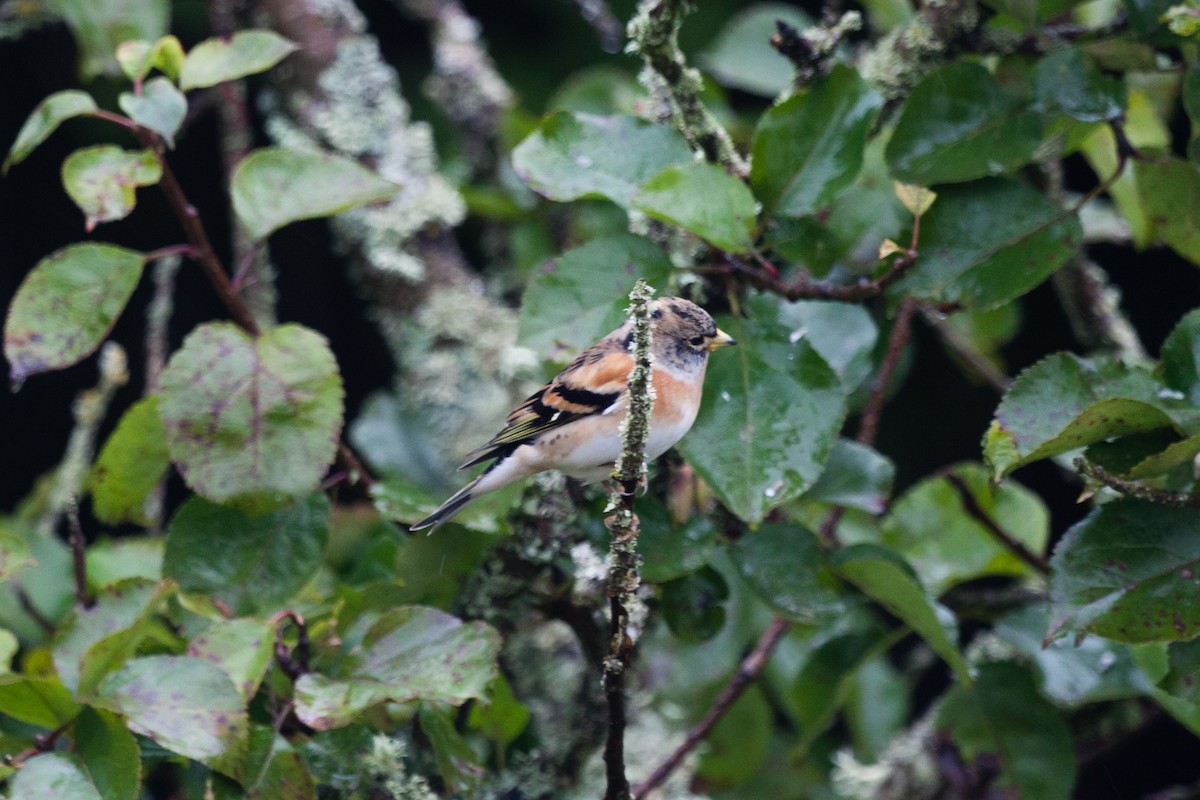 В'юрок - ML645051256