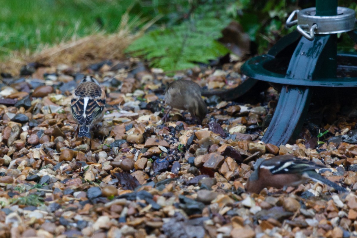 В'юрок - ML645051257