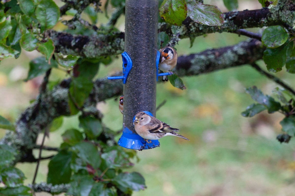 В'юрок - ML645051258