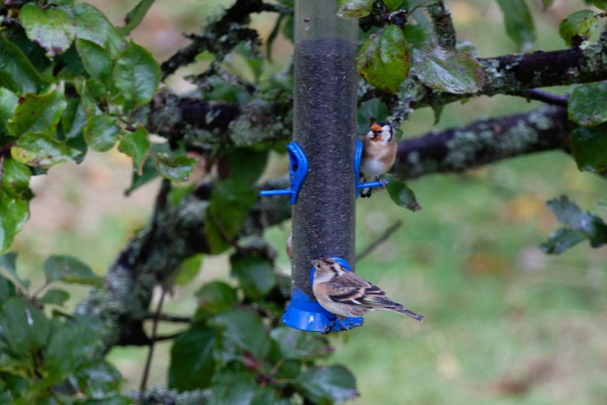 В'юрок - ML645051260