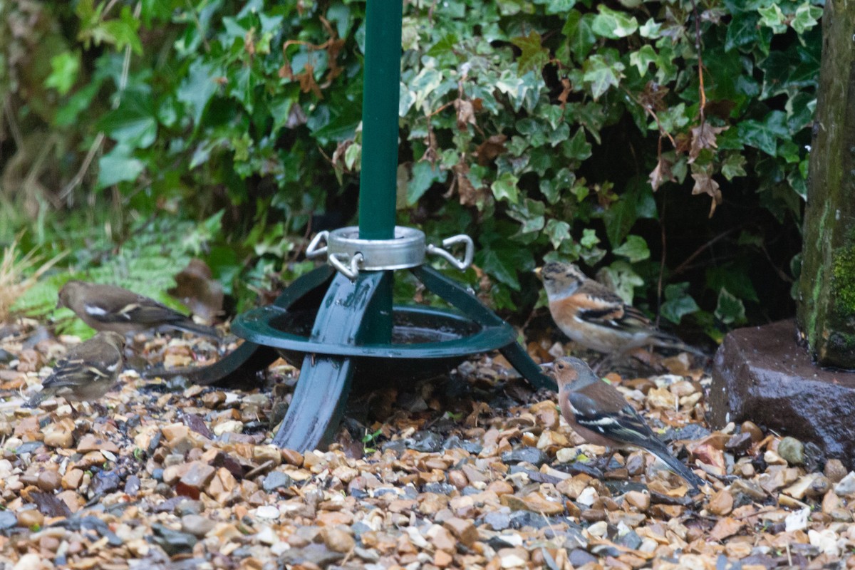 В'юрок - ML645051261