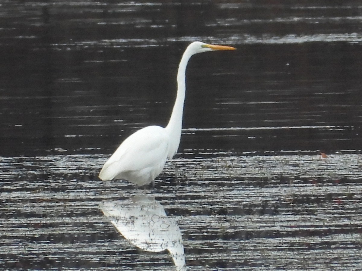 Чапля велика - ML645051262