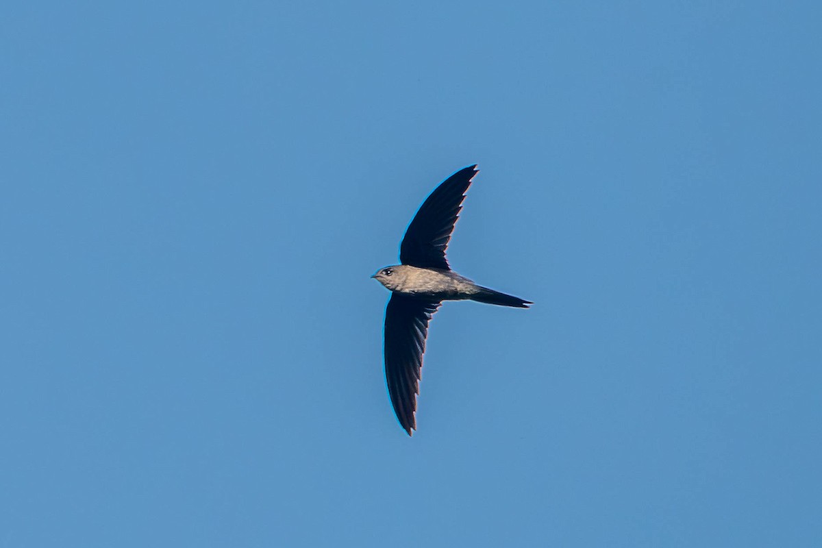 Asian Palm Swift - ML645051268